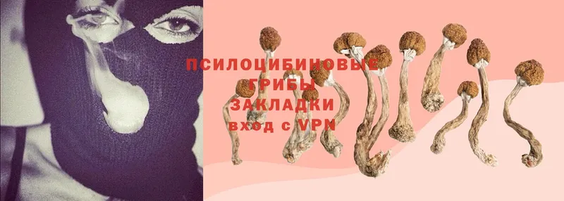 где купить наркотик  Абинск  Псилоцибиновые грибы Magic Shrooms 